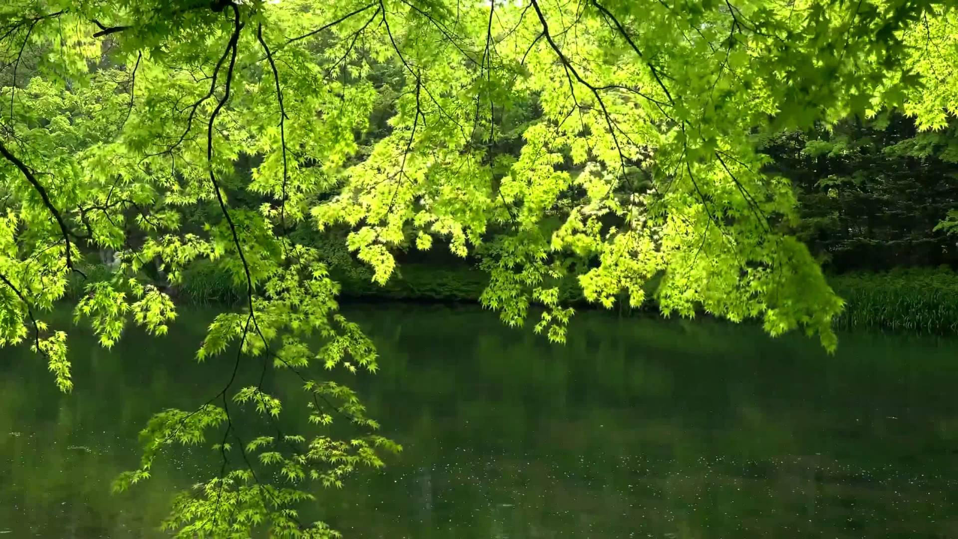 Nature Background HD