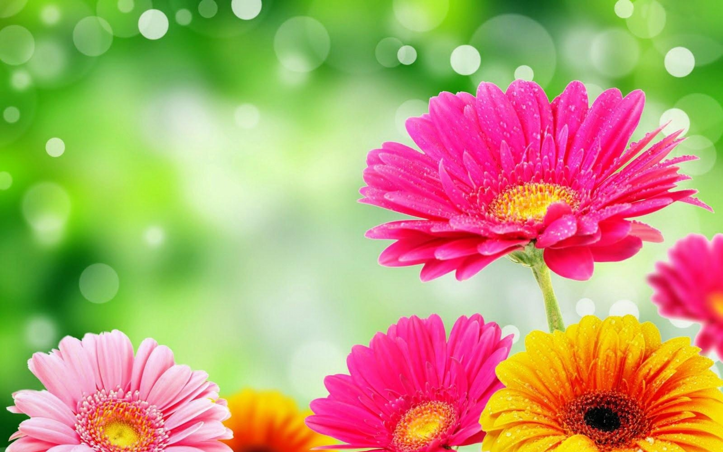 10 Incomparable Small Flower Desktop Wallpaper You Can Get It For Free 10 Incomparable Small Flower Desktop Wallpaper You Can Get It For Free