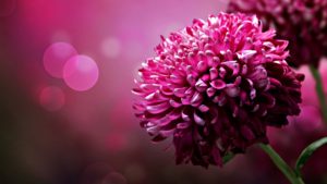 free wallpapers and themes-from-you-flowers-discount-code-wallpaper1