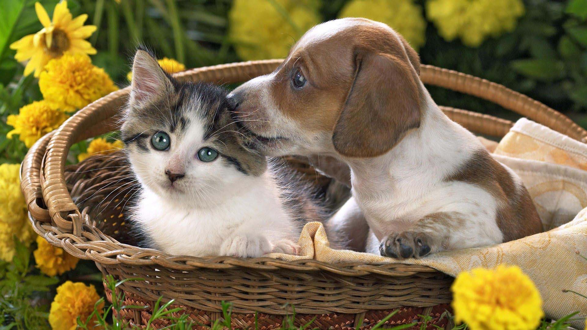 animal-kitten-and-puppy-in-a-basket-Animal Wallpapers