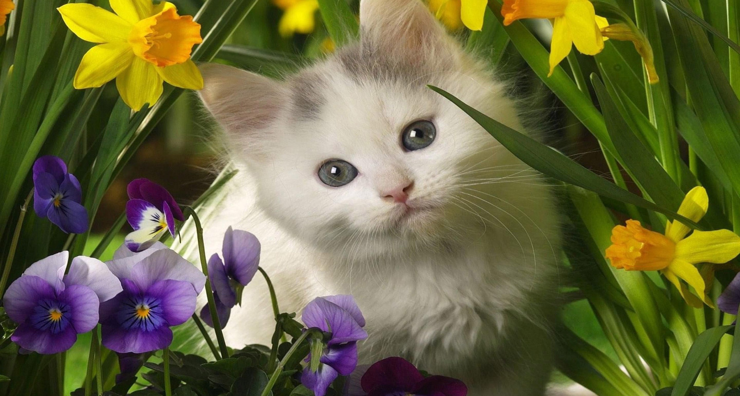 baby kitten wallpapers-kitten-in-the-spring-flowers