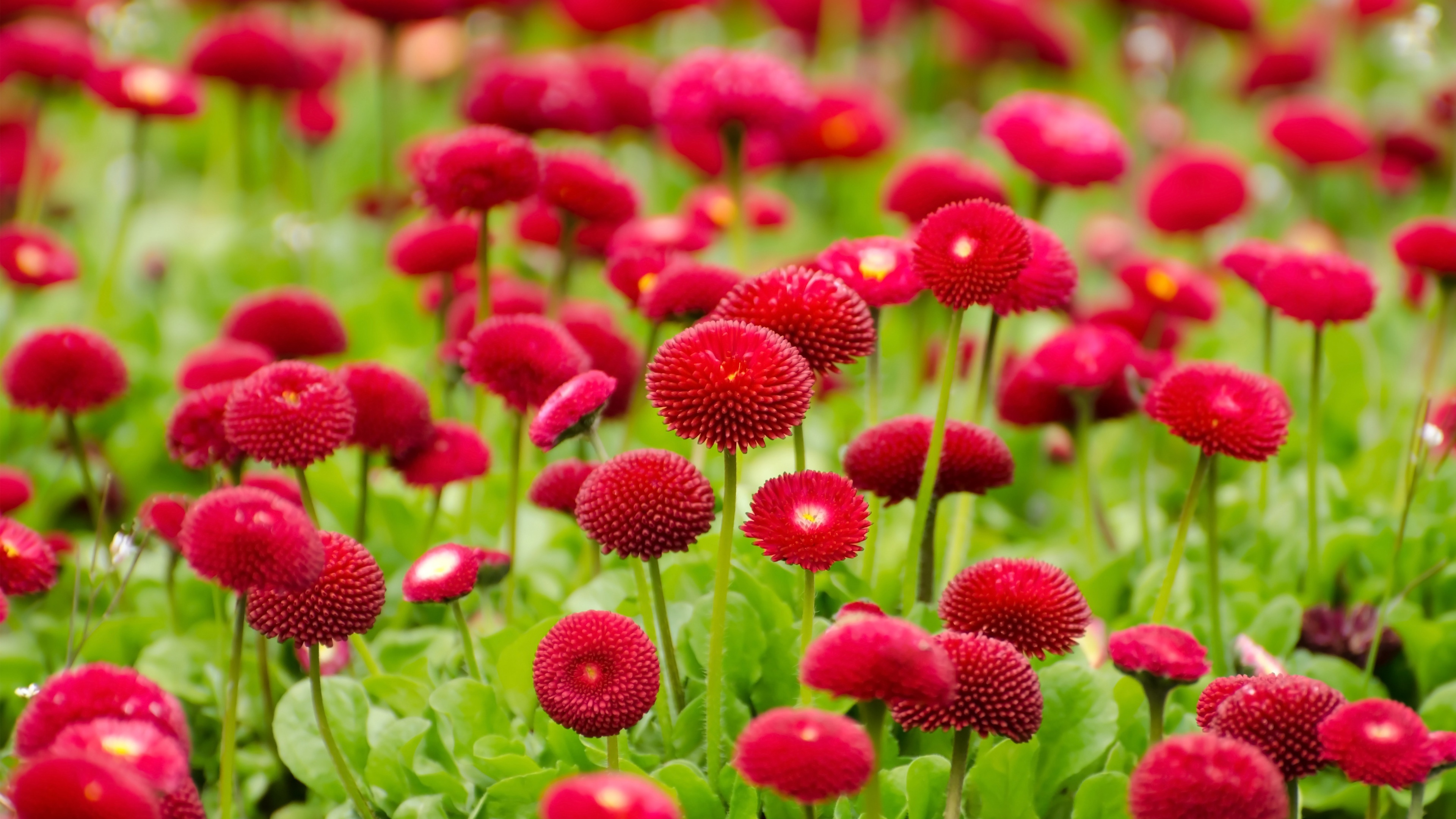 downloadfiles_wallpapers_summer_red_flowers images