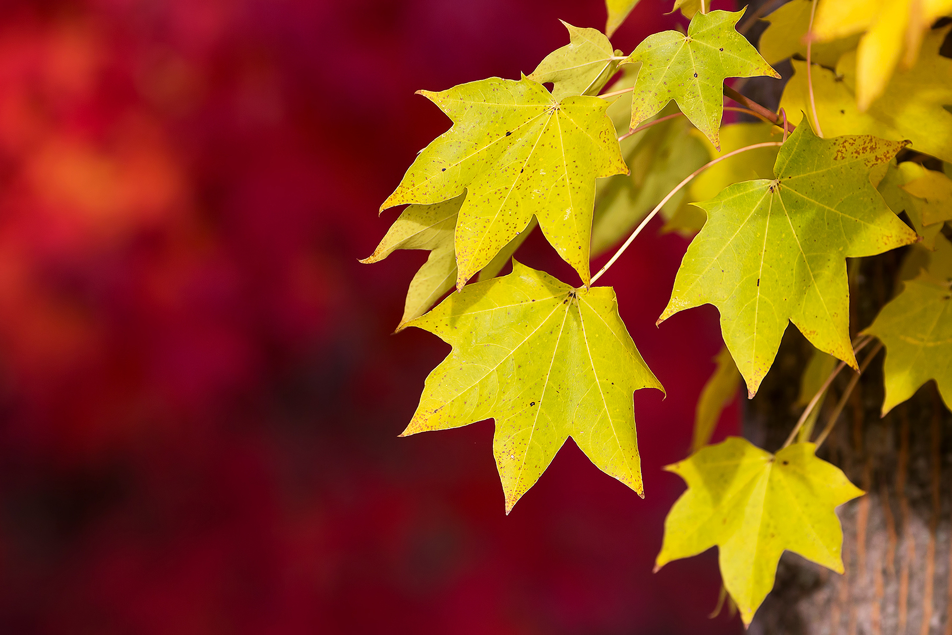 nature wallpapers hd-yellow leaf