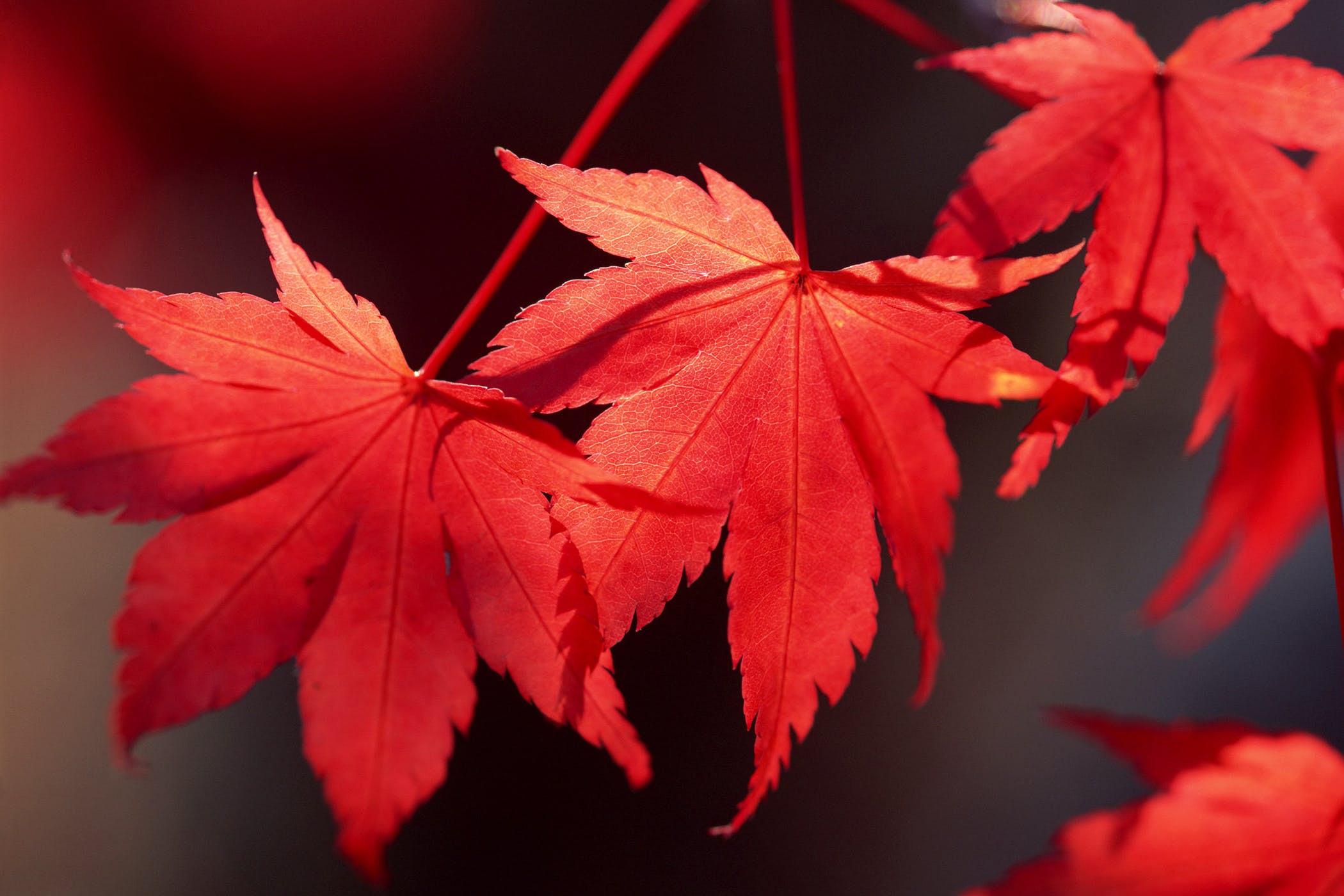 red-maple-wallpaper for mobile