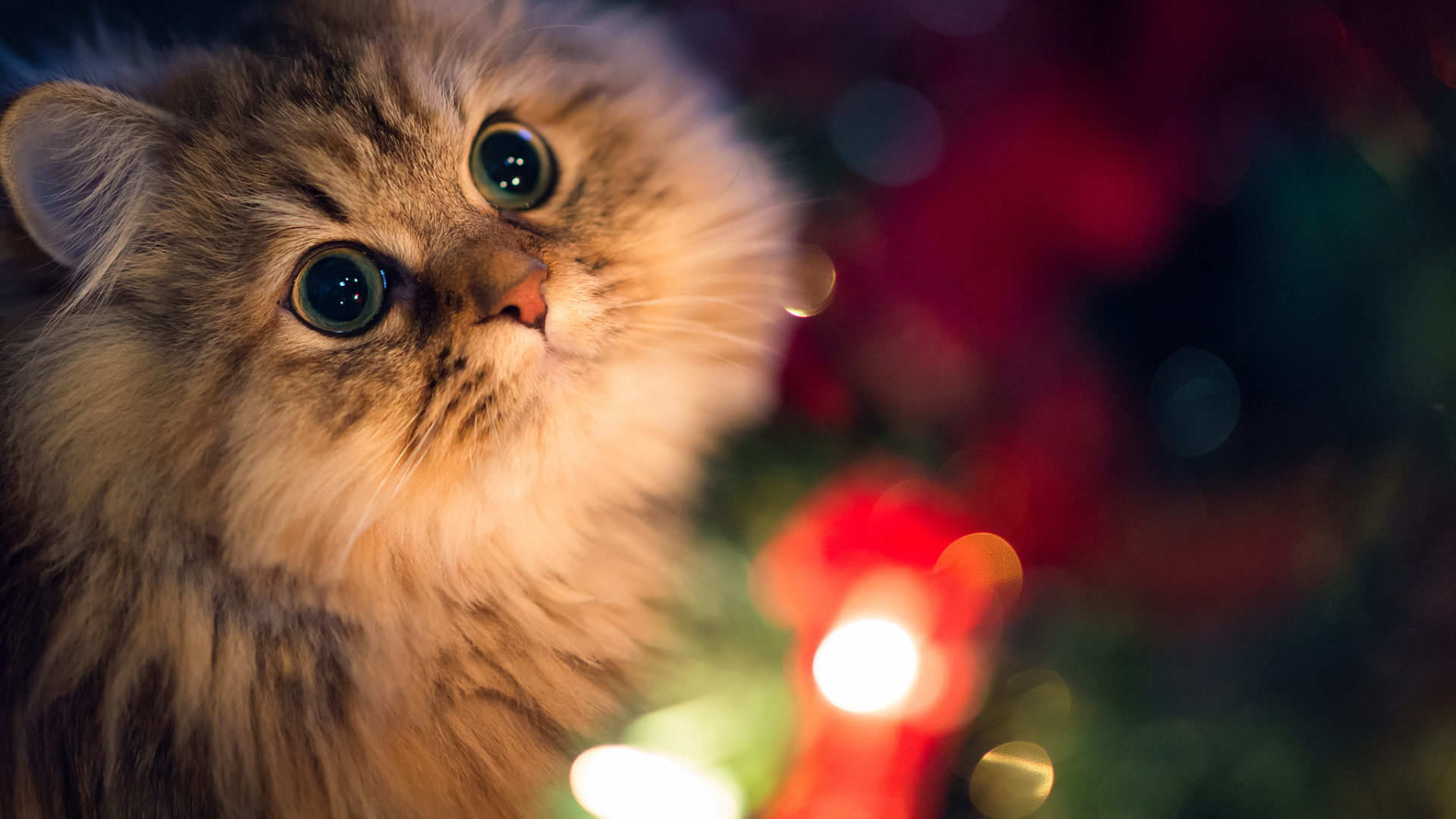 Beautiful-Innocent-Eyes-Cute-Cat-Wallpaper-cute images hd