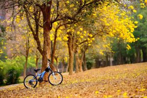 CYCLE-nature background images