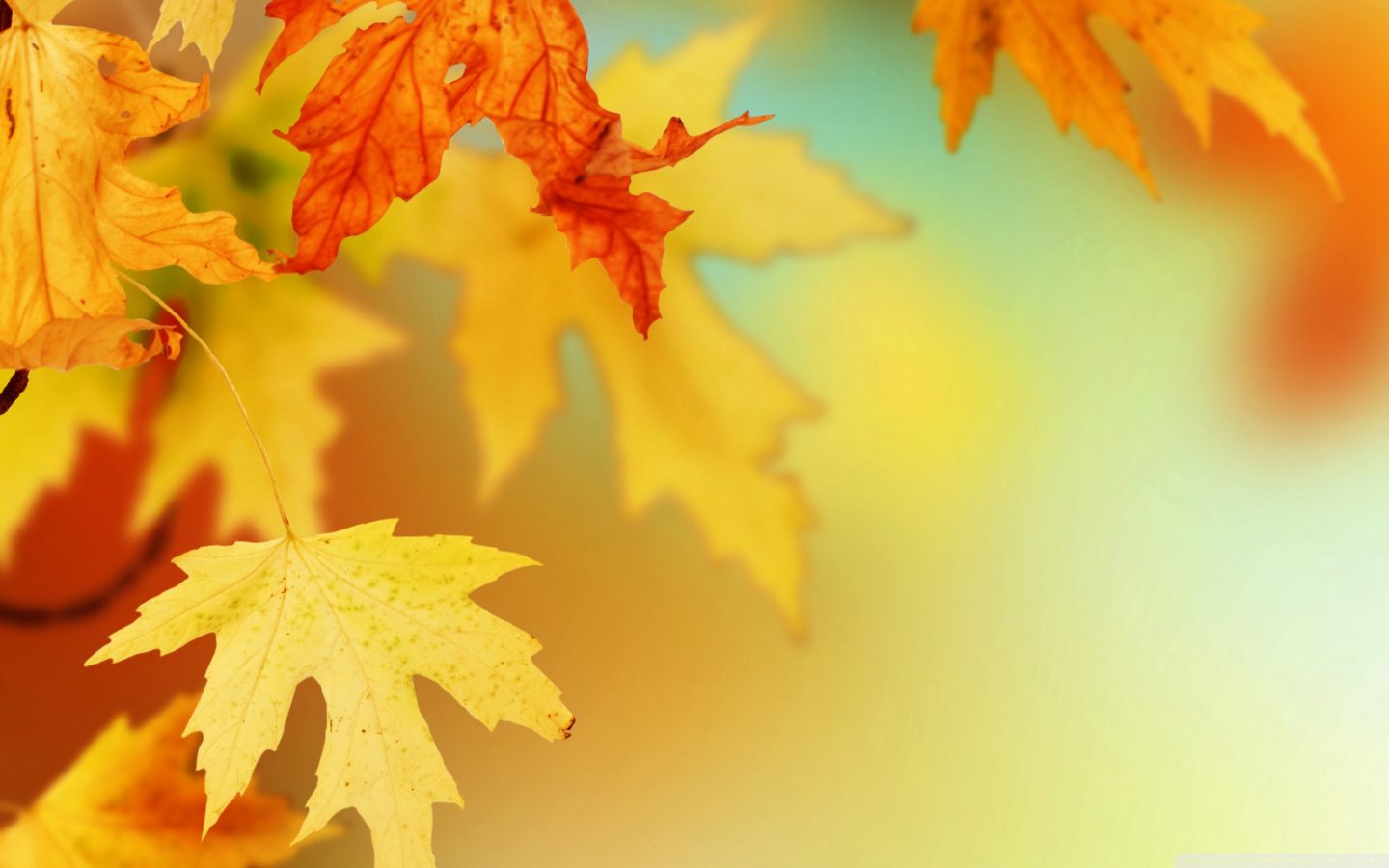 Fall-Leaves-Wallpaper-On-Wallpaper-natural background hd
