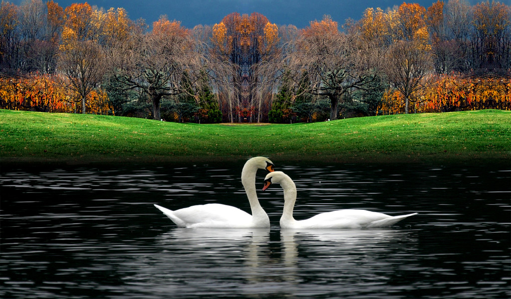 Two-lovely-white-swans-on-the-lake-wallpapers of nature