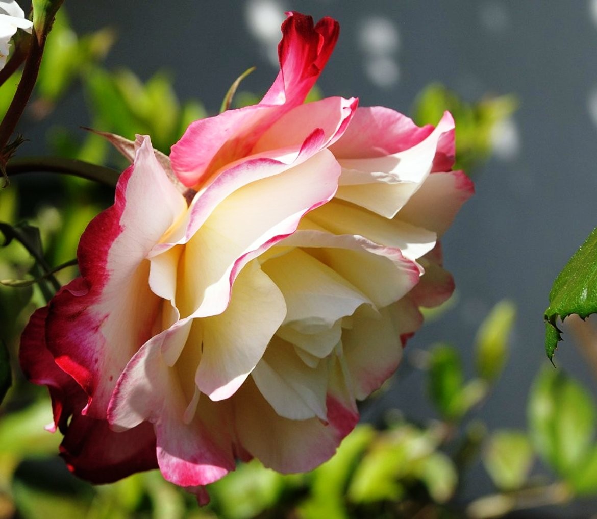 beautiful-rose-flowers-bicolor-colors-petals-nature-flowers image