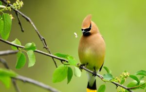 bird-nature-free download wallpaper