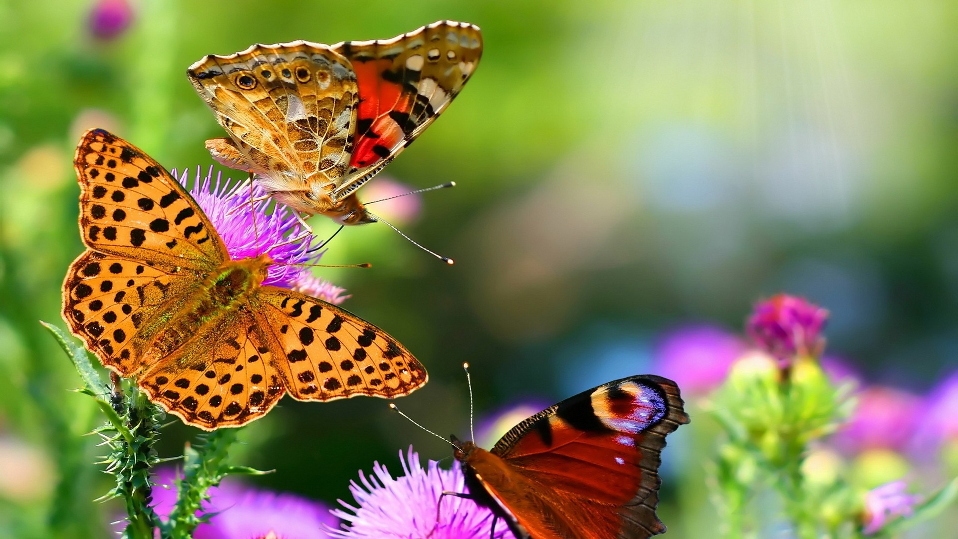 butterfly-images nature