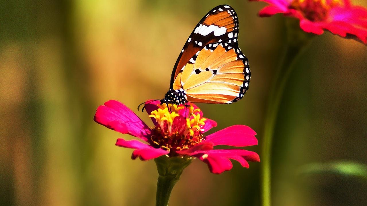 live moving wallpaper-butterfly