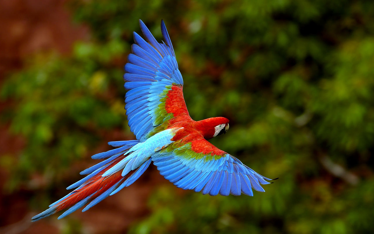 parrot-photos of nature