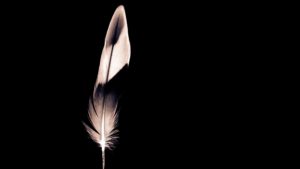minimal wallpapers-feather