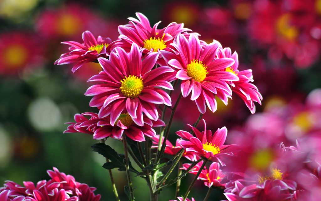 Flowers HD