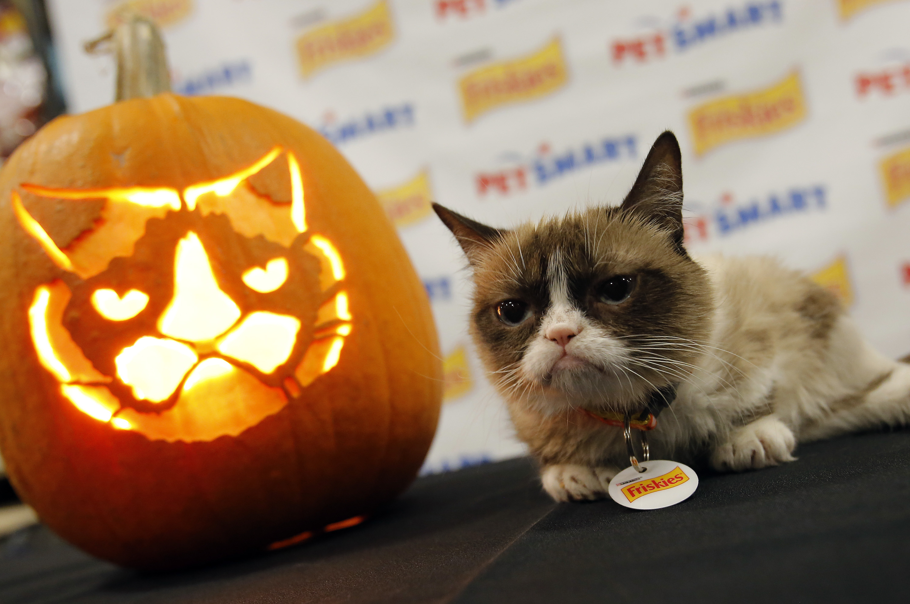 images of halloween cats-7