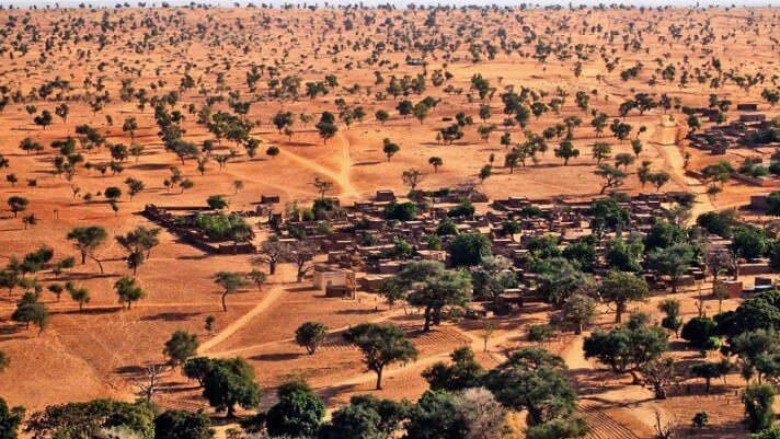 Sahara Desert Jungle