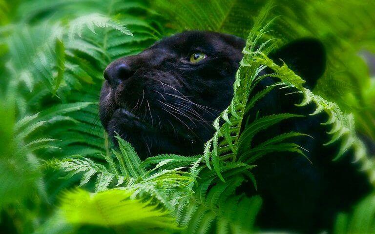 black jaguar_1