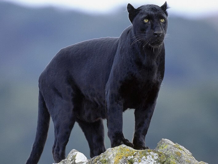 black jaguar_3