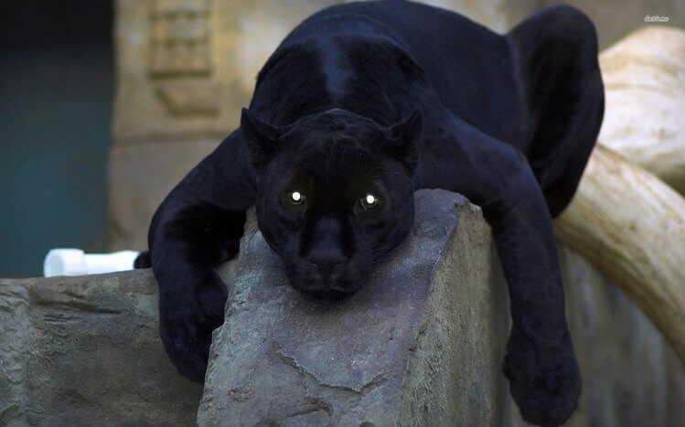 black panther_1