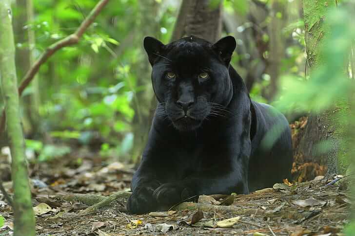 black panther_3