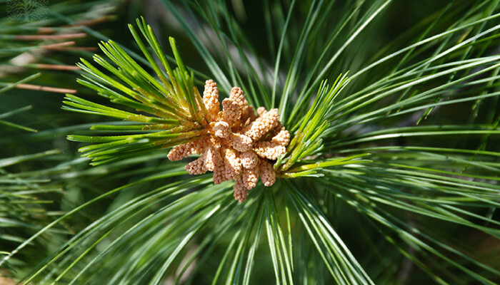 Ascent pine pollen