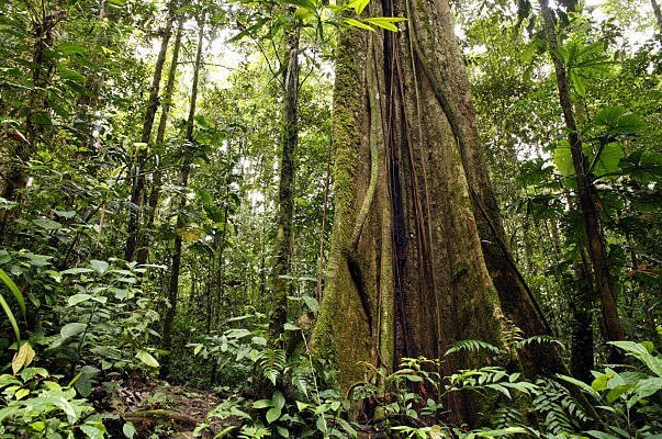 most common tree in the Amazon